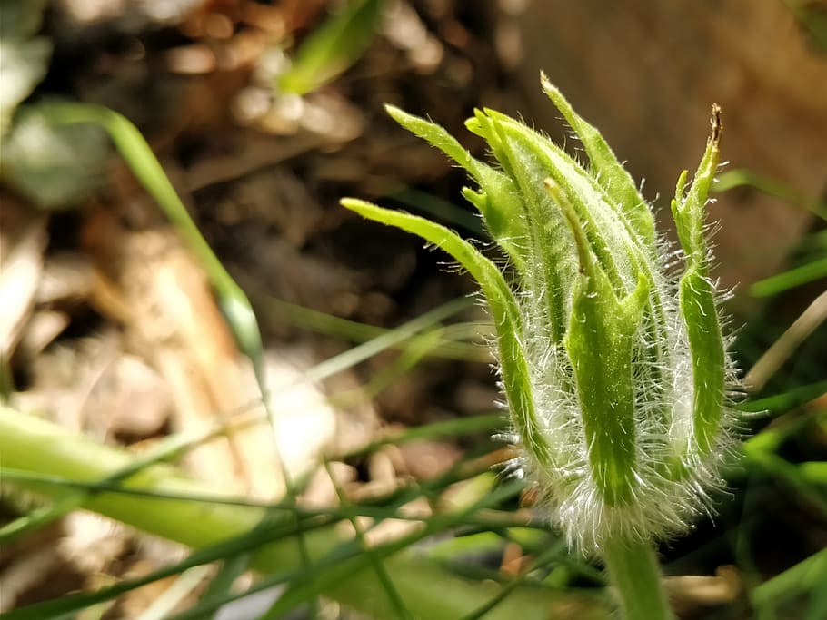 gourd, bud, fuzzy, plant, growth, green color, beauty in nature HD wallpaper