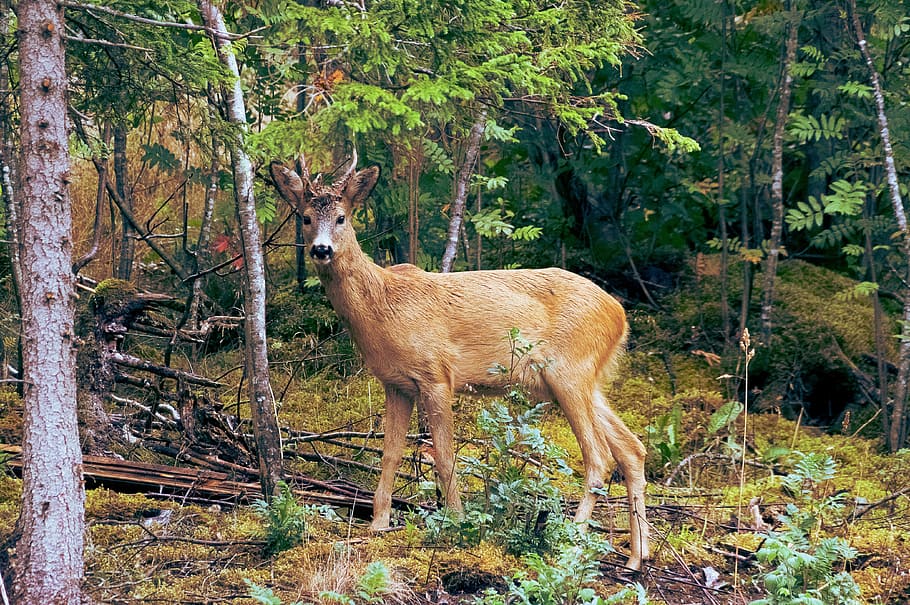 brown deer, animal, nature, mammal, wildlife, forest, animals In The Wild HD wallpaper