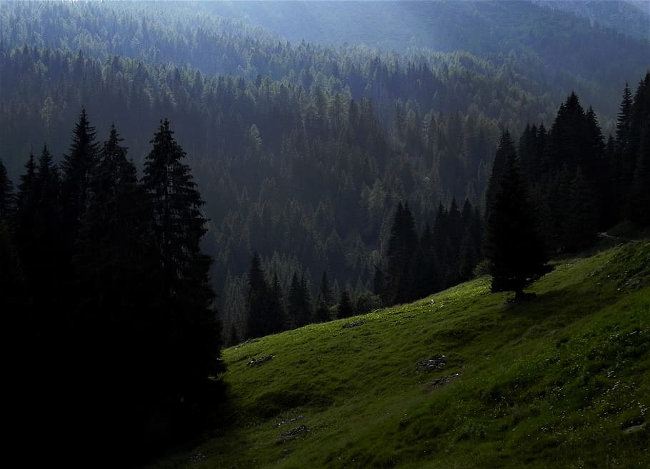 mountain, forest, prato, tree, plant, beauty in nature, scenics - nature HD wallpaper