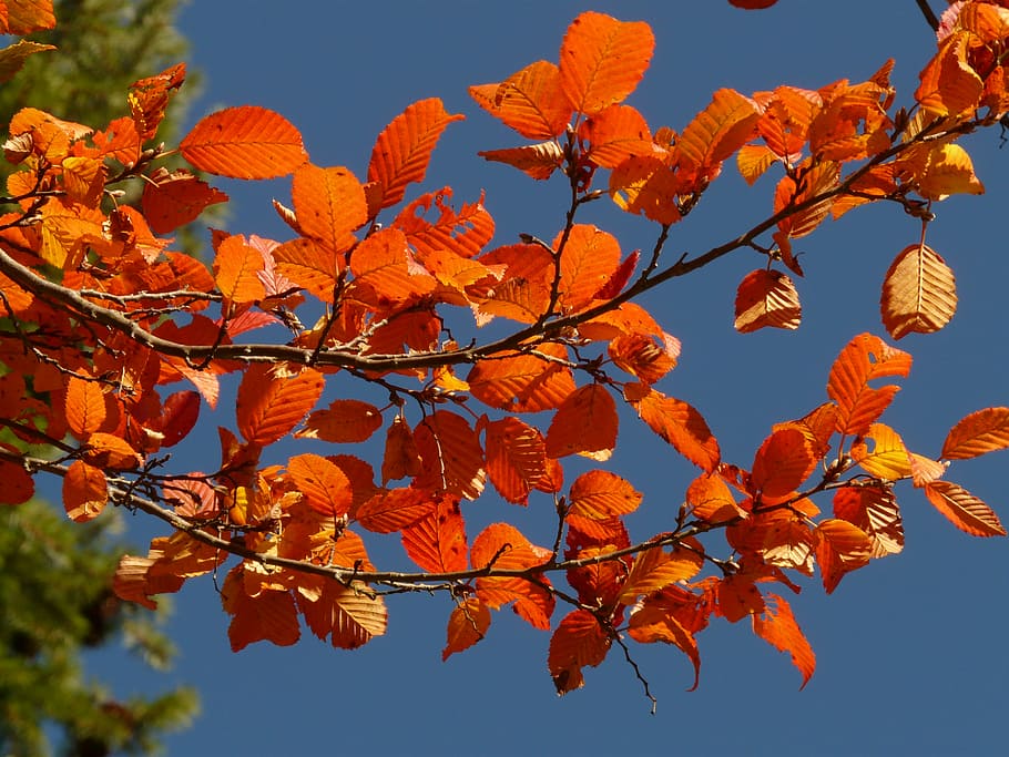 orange leaves, autumn, forest, tree, branch, leaf, colorful HD wallpaper