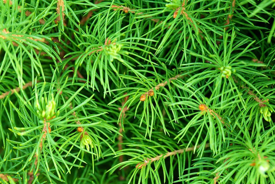 background, branch, branches, coniferous, evergreen, forest HD wallpaper