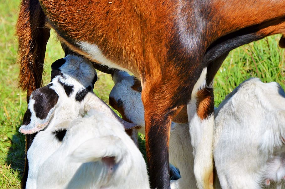 HD wallpaper: goat, prima donna, geiss, little kids, livestock, animal  husbandry | Wallpaper Flare
