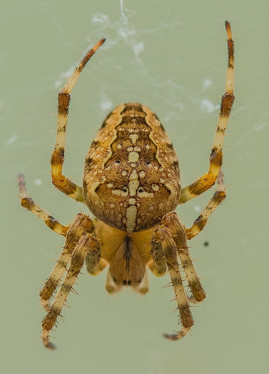 insect, spider, arachnid, close, animal themes, one animal HD wallpaper
