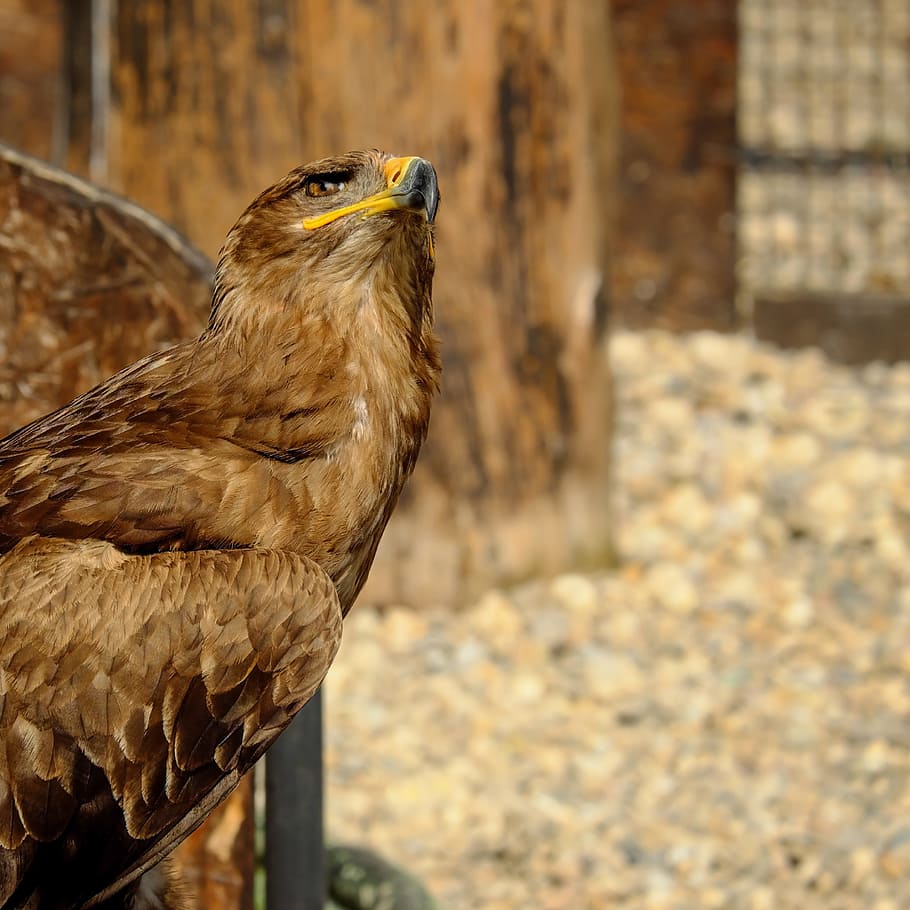 focus photo of brown bird, of prey eagle, savannah eagle, adler, HD wallpaper