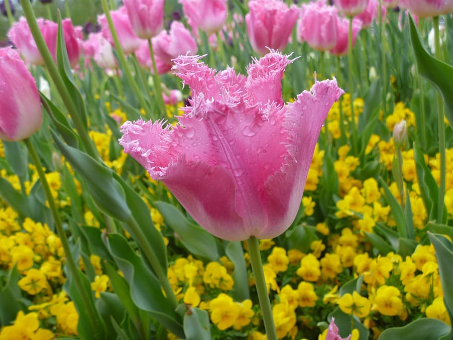 Tulip, Flower, Spring, Pink, Yellow, colors, garden, switzerland, HD wallpaper