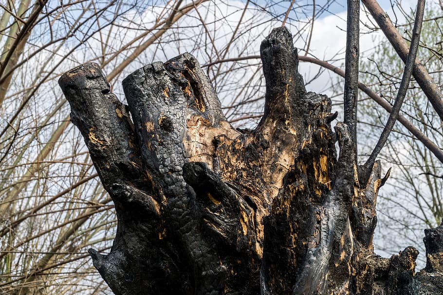 fire, tree, burned, plant, branch, bare tree, no people, day HD wallpaper