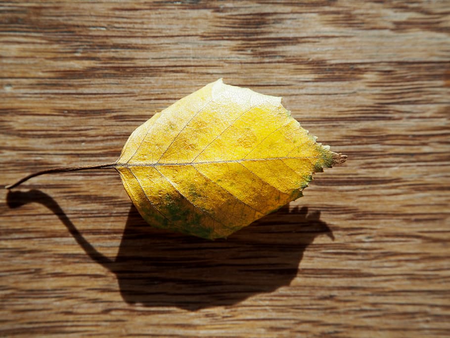 leaf, autumn, wood, background, fall foliage, golden autumn HD wallpaper