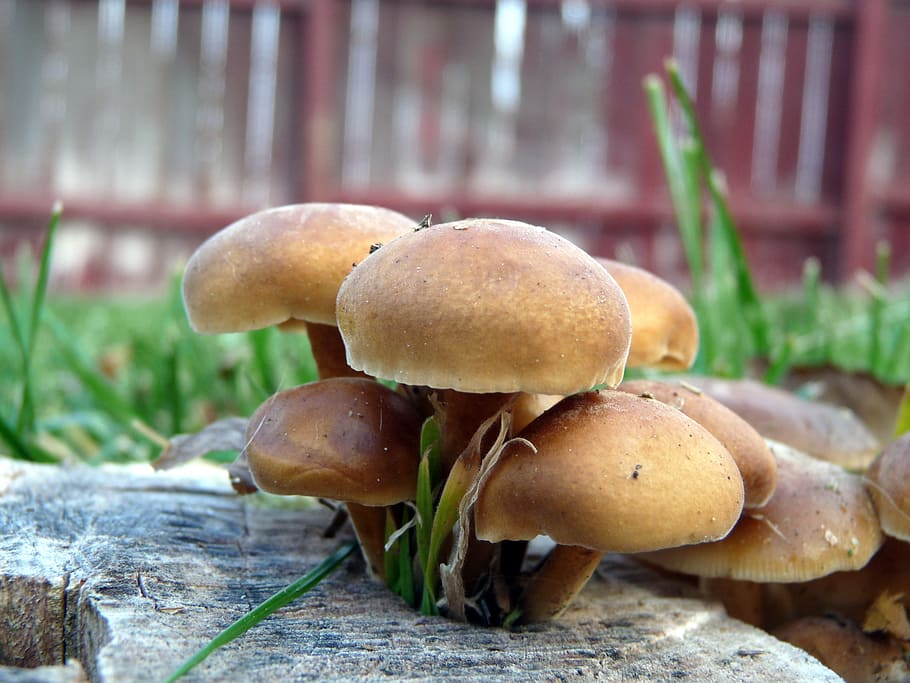 mushroom-toadstool, toadstool-mushroom, mushrooms, tree stump HD wallpaper