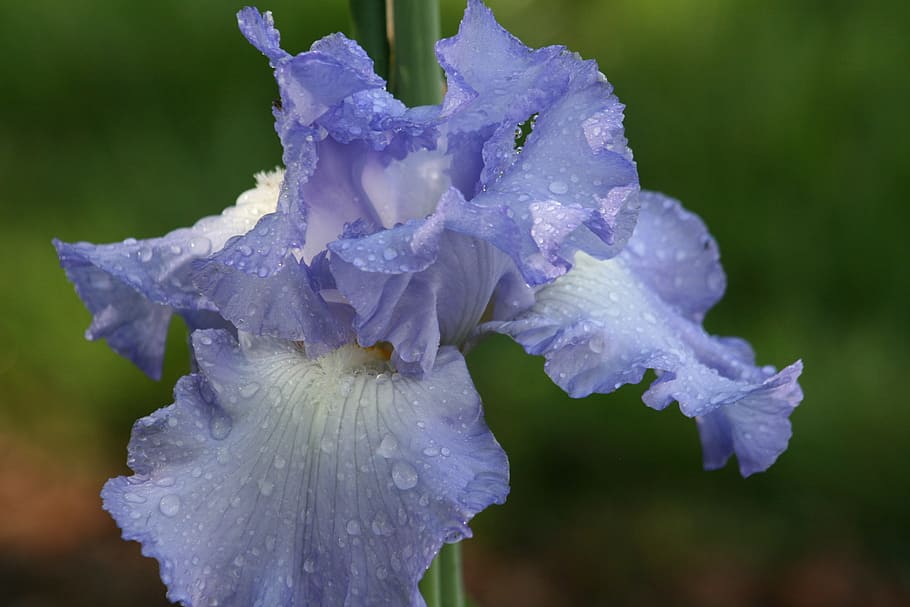 iris, fresh, rain, water drops, floral, flower, flowering plant HD wallpaper