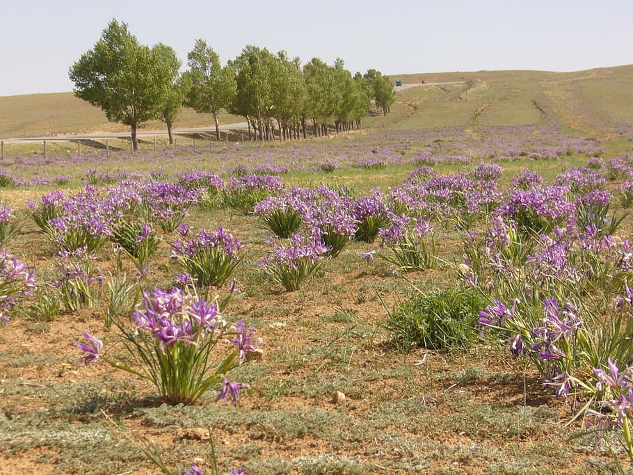iris, blue, flower, plant, mongolia, beauty in nature, growth HD wallpaper