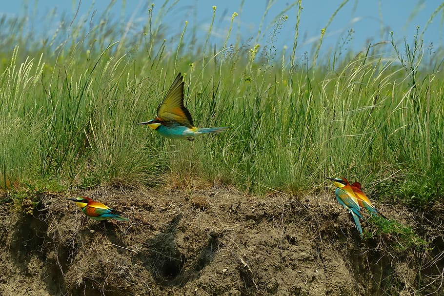 three teal and pink birds, nature, european bee eater, the flying bee-eaters, HD wallpaper