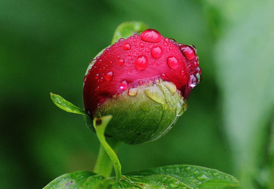 macro photography of red flower with water droplets, peony HD wallpaper