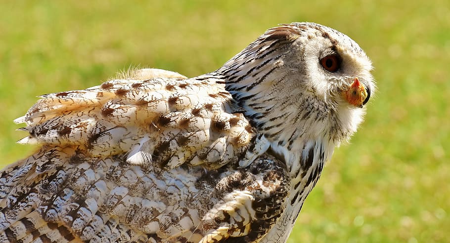 Prey, Eat, Bird, Feather, Eagle Owl, animals, wild bird, cute HD wallpaper