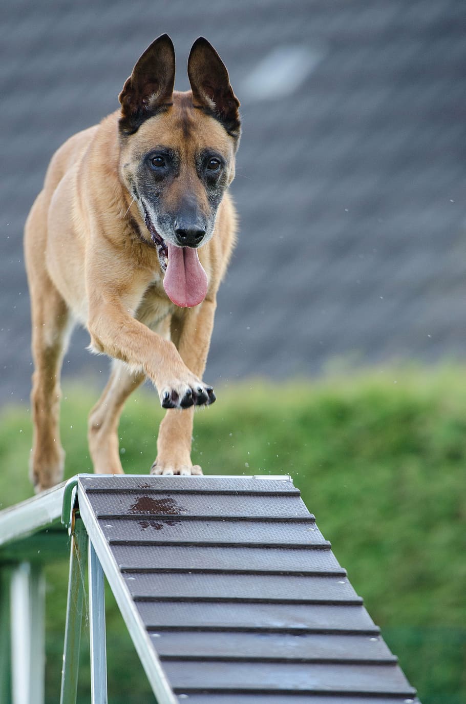 adult black and tan German shepherd, agility, web, catwalk HD wallpaper