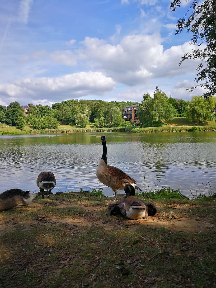 duck, lake, nature, water, group of animals, plant, animals in the wild HD wallpaper