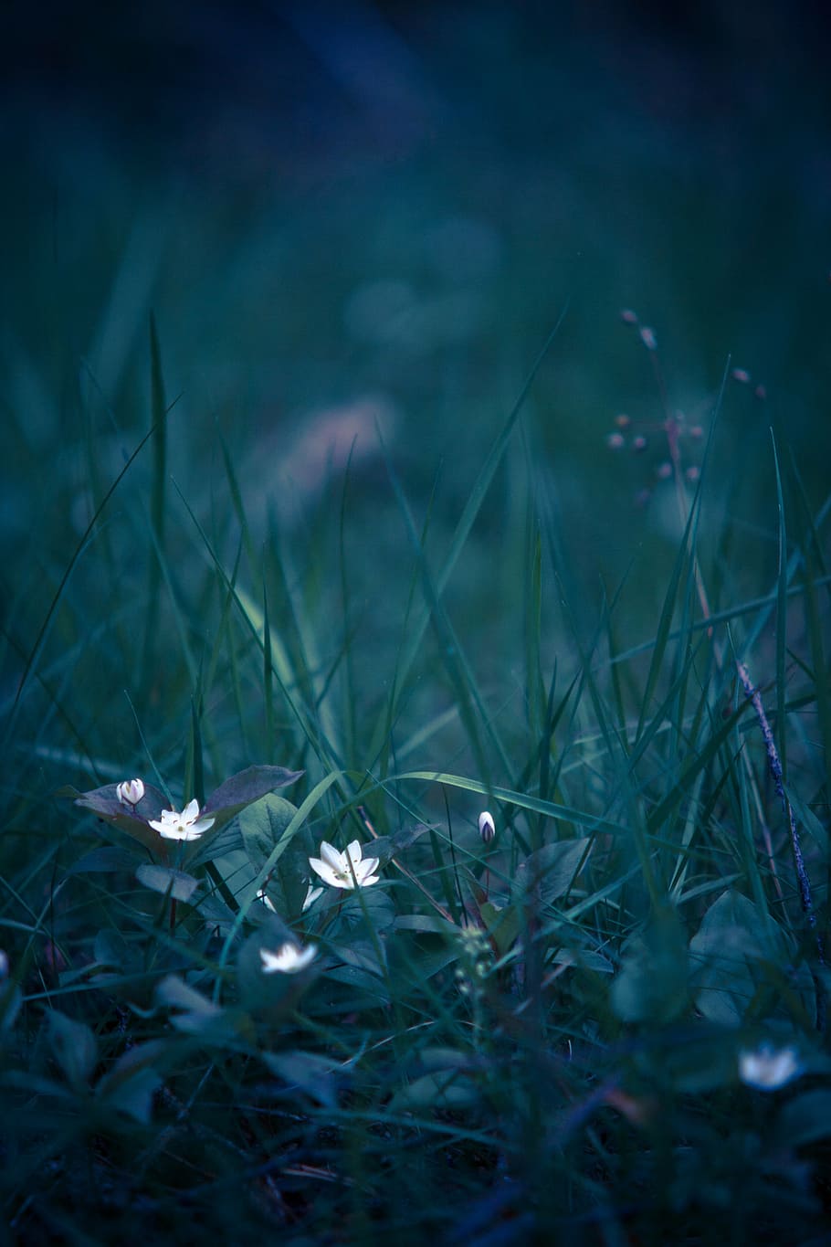 white petaled flower on grass, summer, wood anemone, natural flower