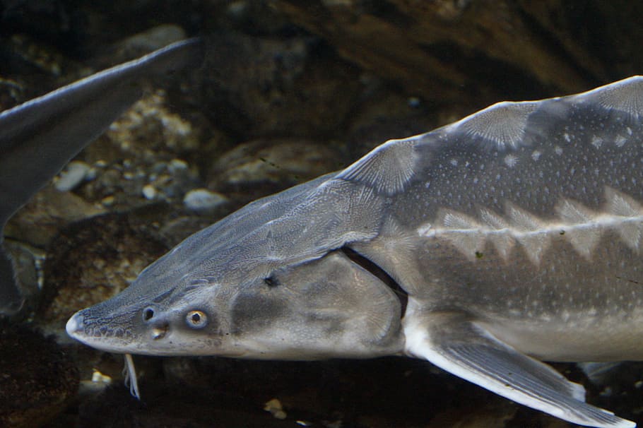 interference, fish, head, fish head, freshwater, river, freshwater fish HD wallpaper