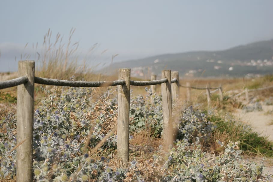 plants with flowers under the wooden fence, gray wooden fence beside green grass HD wallpaper