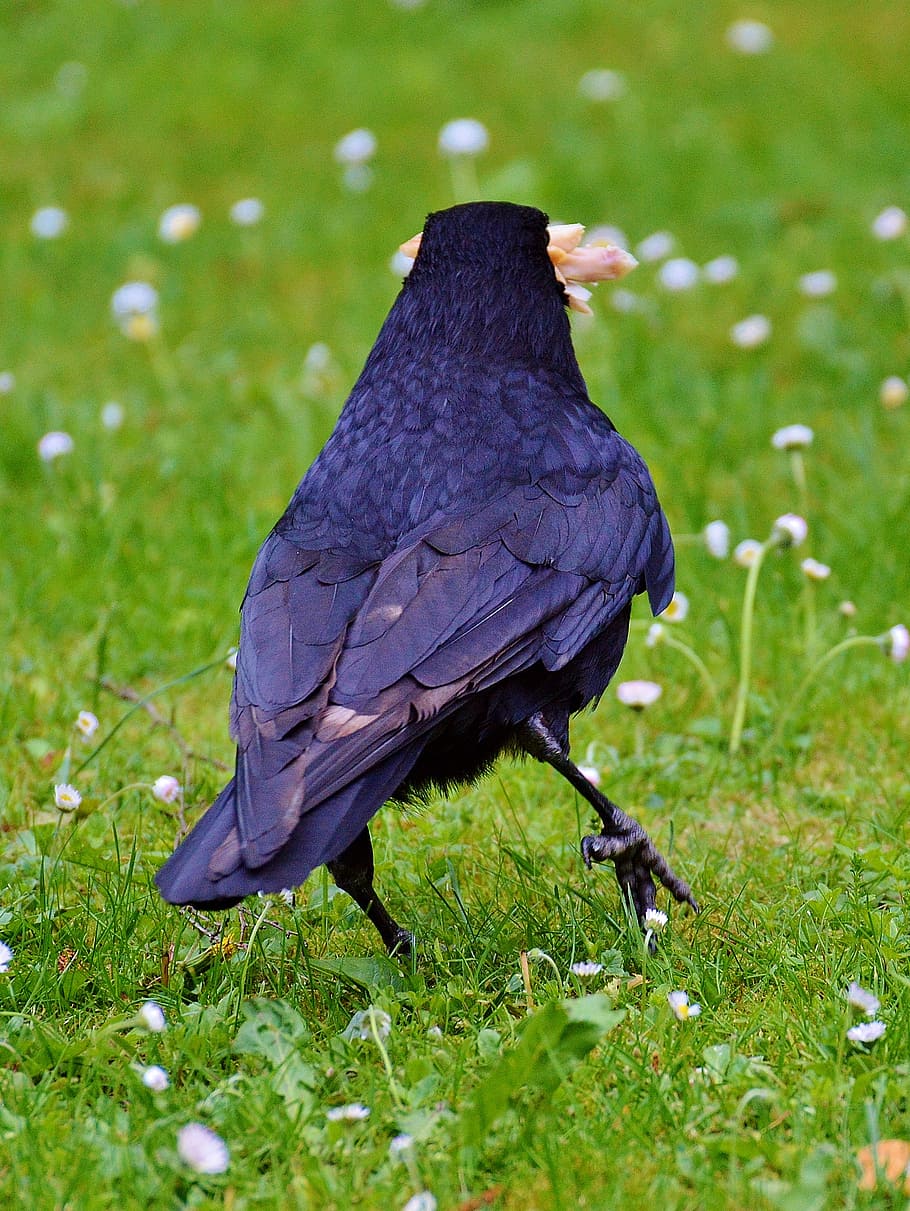 crow, raven, raven bird, black, bill, feather, fly, animal themes HD wallpaper
