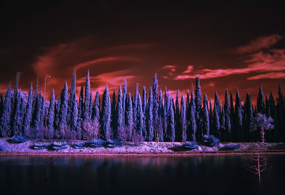 landscape photography of blue trees, blue pine trees beside water under red and black sky photo HD wallpaper
