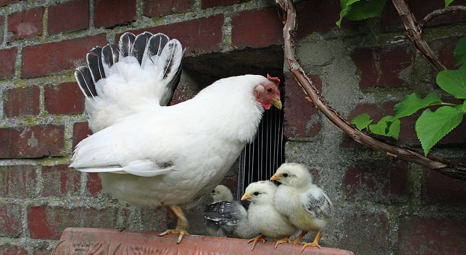 white chicken hen standing beside chicken chicks, white hen, chickens