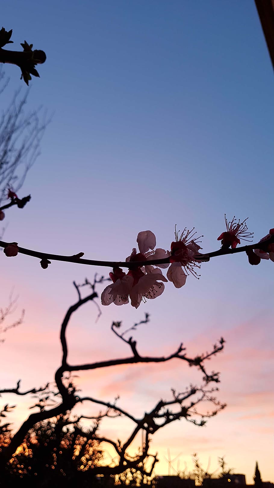 tree, sky, branch, nature, plant, beauty in nature, sunset HD wallpaper