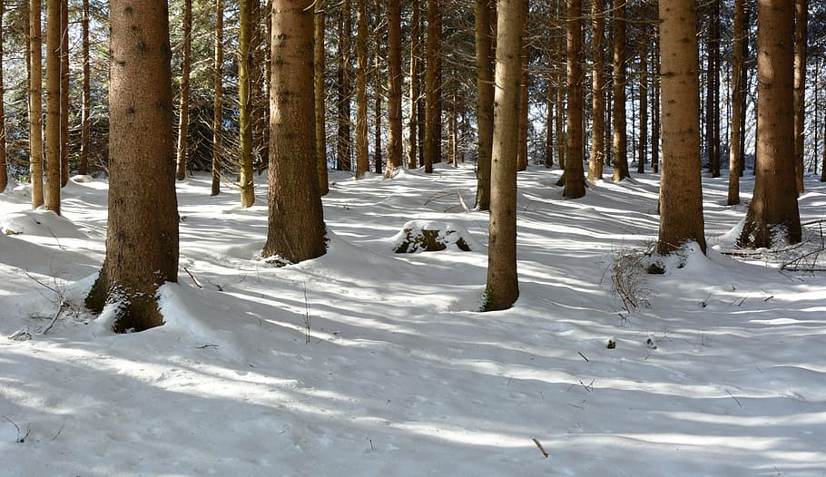 winter, snow, forest, trees, wintry, nature, cold, winter trees HD wallpaper