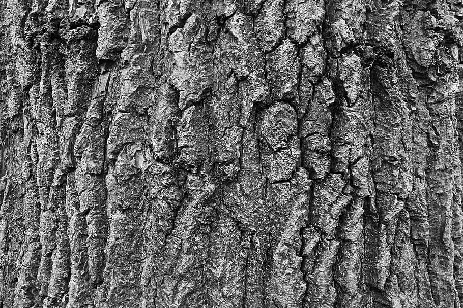 bark, tree, nature, texture, wood, pattern, rough, plant, old HD wallpaper