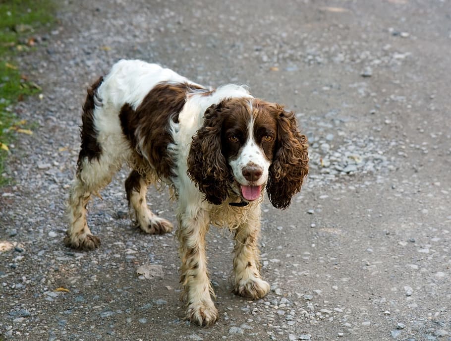 Dog, Springer Spaniel, english springer spaniel, animal, beautiful HD wallpaper