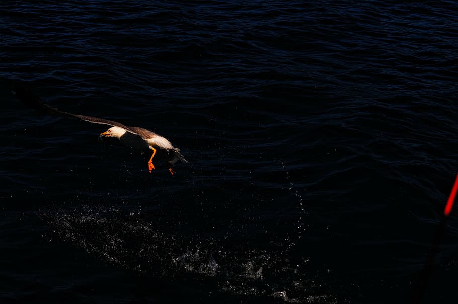 gocek, boat, type, animal, water, animal themes, vertebrate HD wallpaper