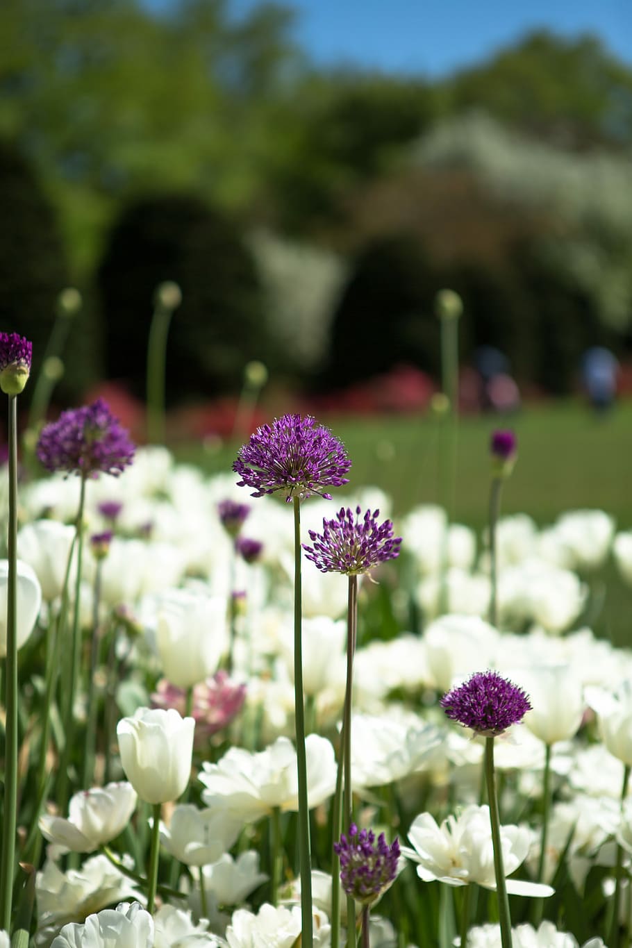 tulips, spring, park, flowers, spring flowers, handsomely, nature HD wallpaper