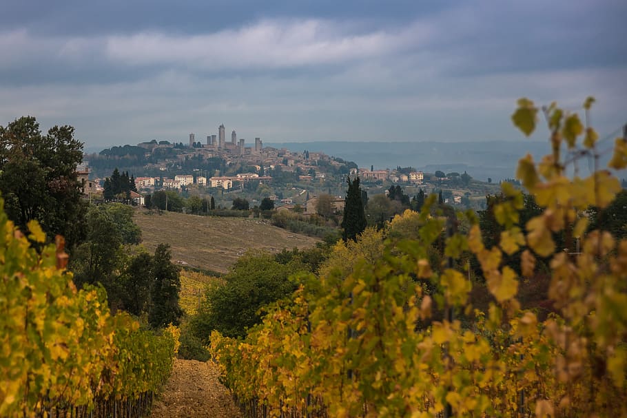 tree, nature, panorama, vineyard, landscape, travel, tuscany HD wallpaper