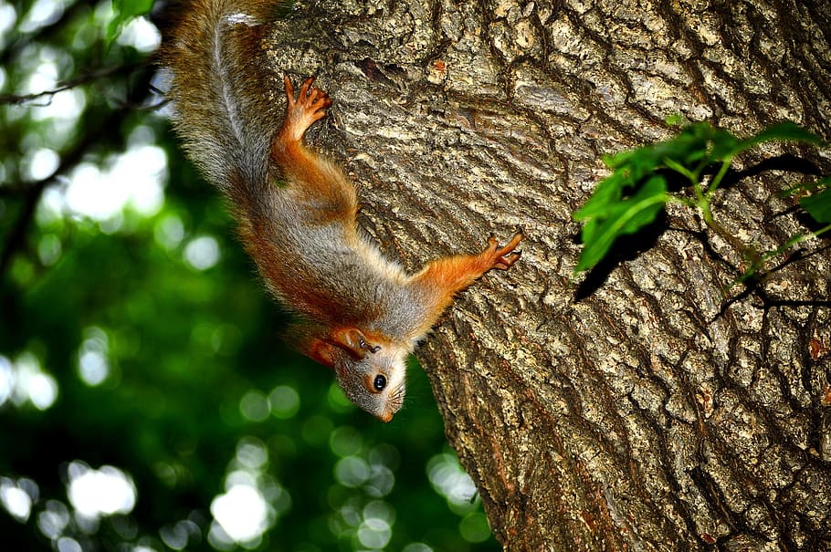 Squirrel, Tree, prirodazhivotnoe, nature, animal, wildlife HD wallpaper