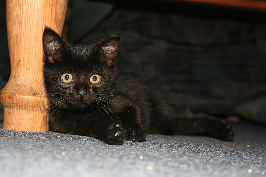 black kitten lean on brown wooden furniture leg, Cat, Animals HD wallpaper