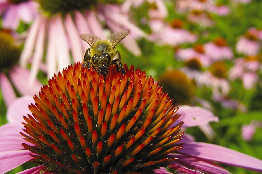 Bee, Echinacea, Sun Hat, Macro, Nature, blossom, bloom, flower HD wallpaper