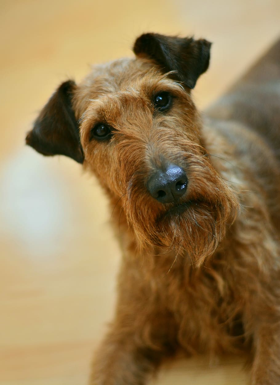 adult brown Irish terrier, Dog, hundeportrait, dog eyes, pet