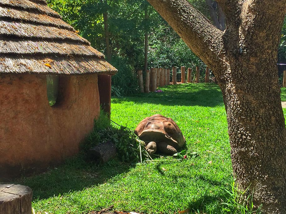tortoise, turtle, zoo, animal, nature, wild, wildlife, zoology HD wallpaper