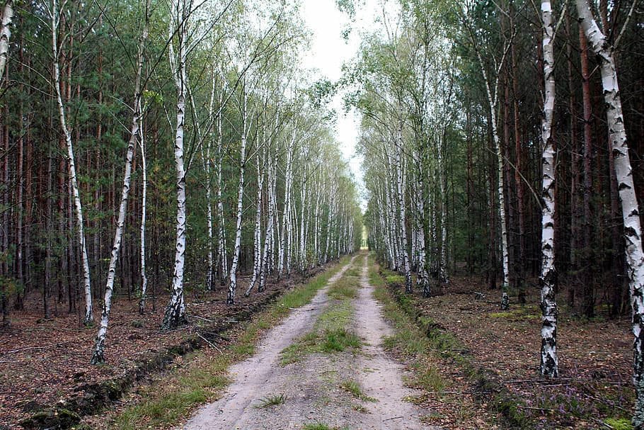 birch forest, tree, nature, way, view, green, deciduous trees HD wallpaper