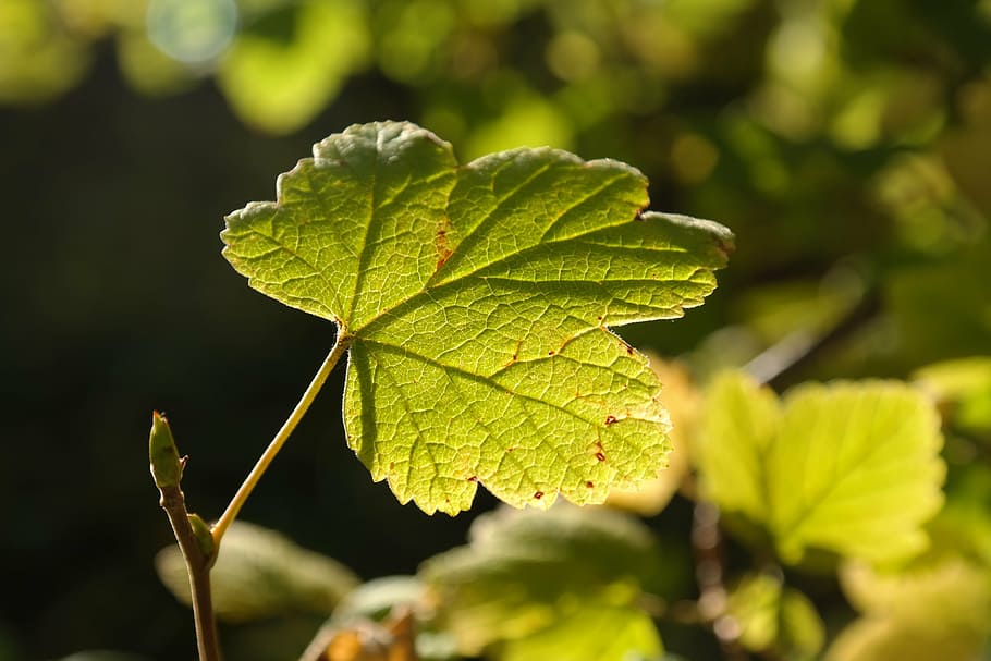 leaf, back light, bright, green, sun, bush, currant, ribes HD wallpaper