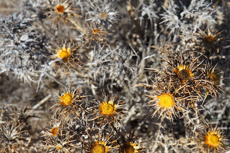 Bloom, Blossom, Dead, Dried, Dry, Flora, flower, plant, yellow HD wallpaper