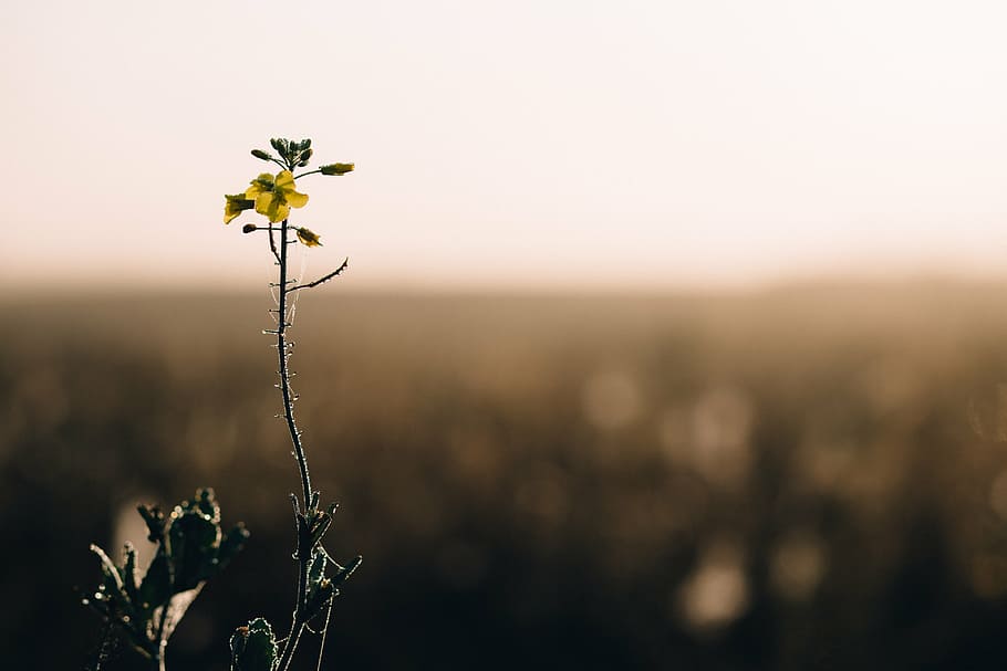 bloom, blossom, field, flora, flower, macro, flowering plant HD wallpaper