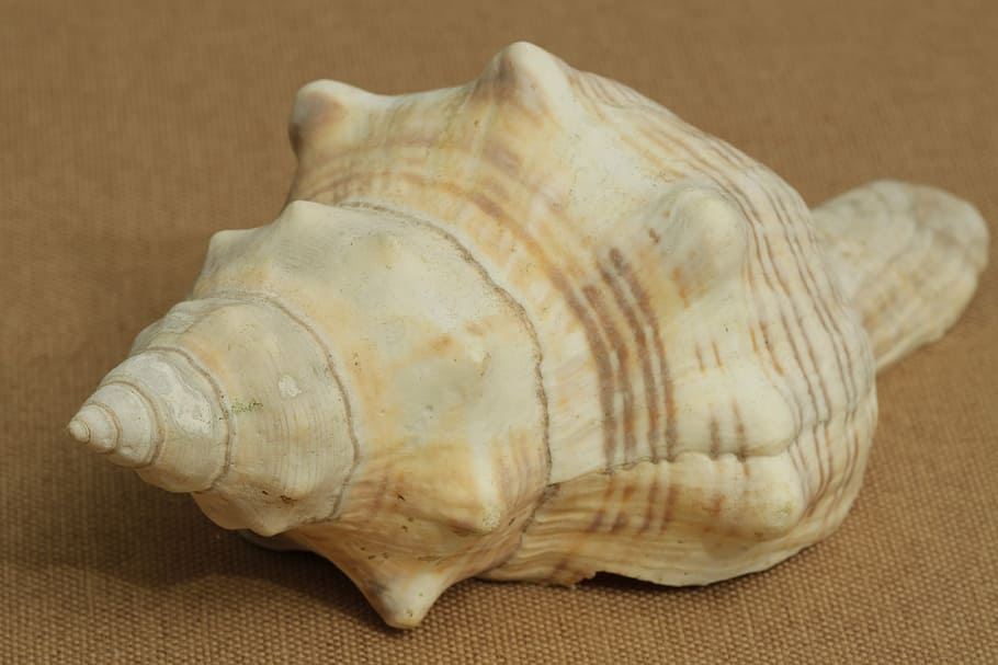 shell, sea, ocean, nature, seashell, spiral, animal Shell, beach HD wallpaper