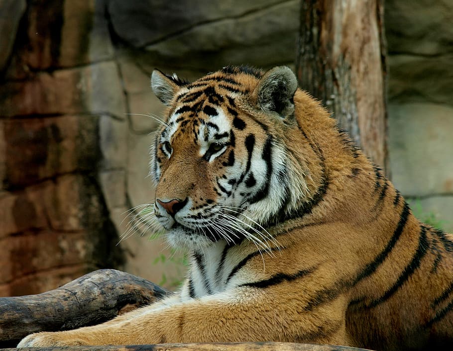 tiger, beast, wild, animal, wildlife, carnivore, striped, mammal HD wallpaper