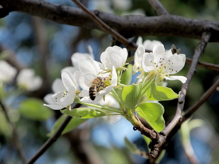 pear, flower, bee, spring, nature, bee on flower, plant, flowering plant HD wallpaper