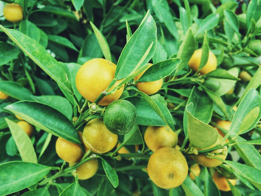 yellow and green citrus fruit, lemon fruits, lime, orange, fruit tree, HD wallpaper