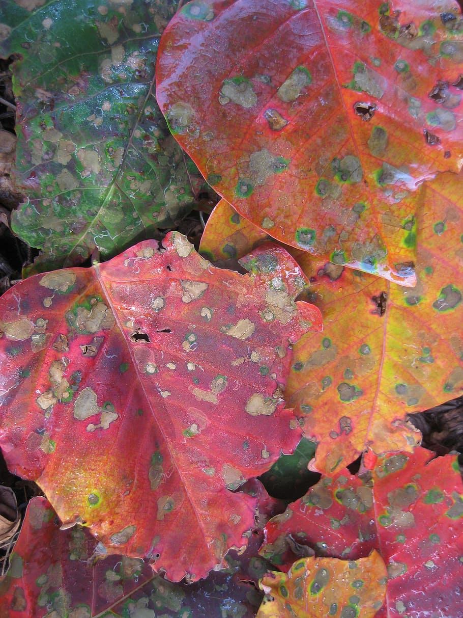 autumn, leaf, orange, red, gold, bright, maple, tree, seasonal HD wallpaper