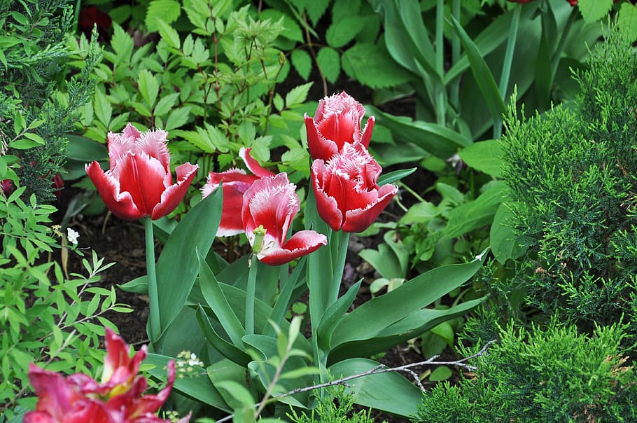 tulip, flower, spring, nature, floral, natural, blossom, pink HD wallpaper