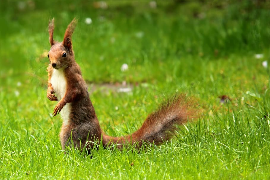 brown squirrel on green grass field, garden, foraging, cute HD wallpaper