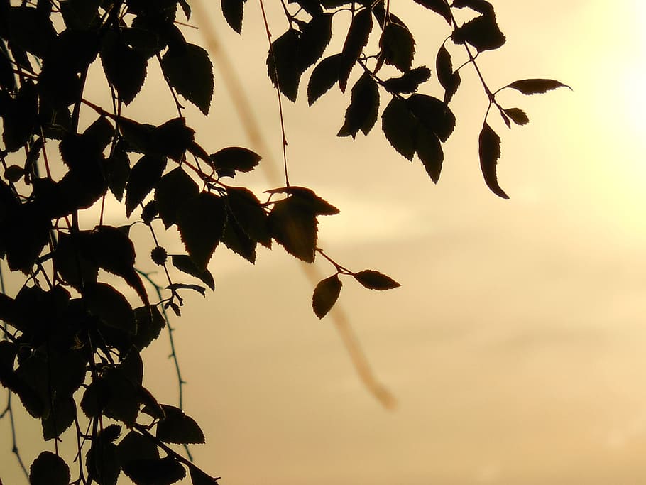 silhouette of leaves, wallpaper, background, design, pattern HD wallpaper