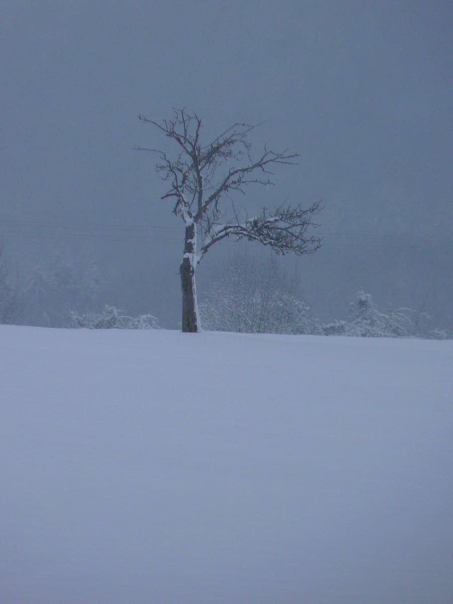 Winter, Tree, Wintry, snow, nature, cold - Temperature, landscape HD wallpaper